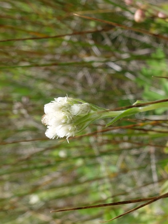 Antennaria microphylla